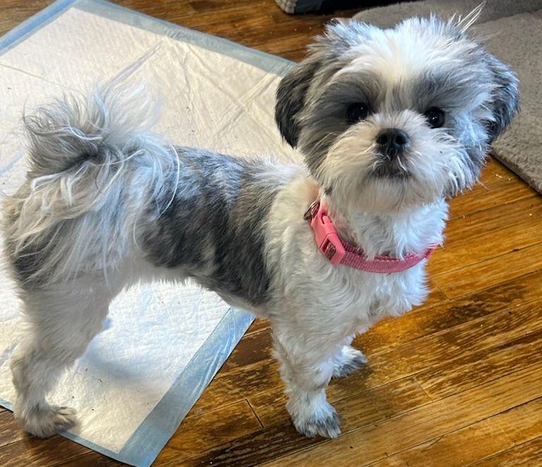 Enlarge WINNIE (ohiosdrescue@gmail.com), an adopted mixed breed in Rossford, OH image 2/2