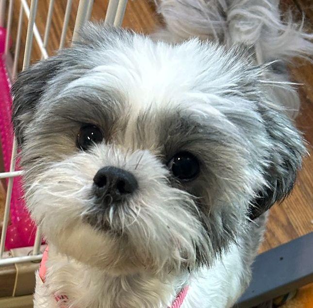 WINNIE (ohiosdrescue@gmail.com), ADOPTABLE, Young Female Maltese & Shih Tzu.