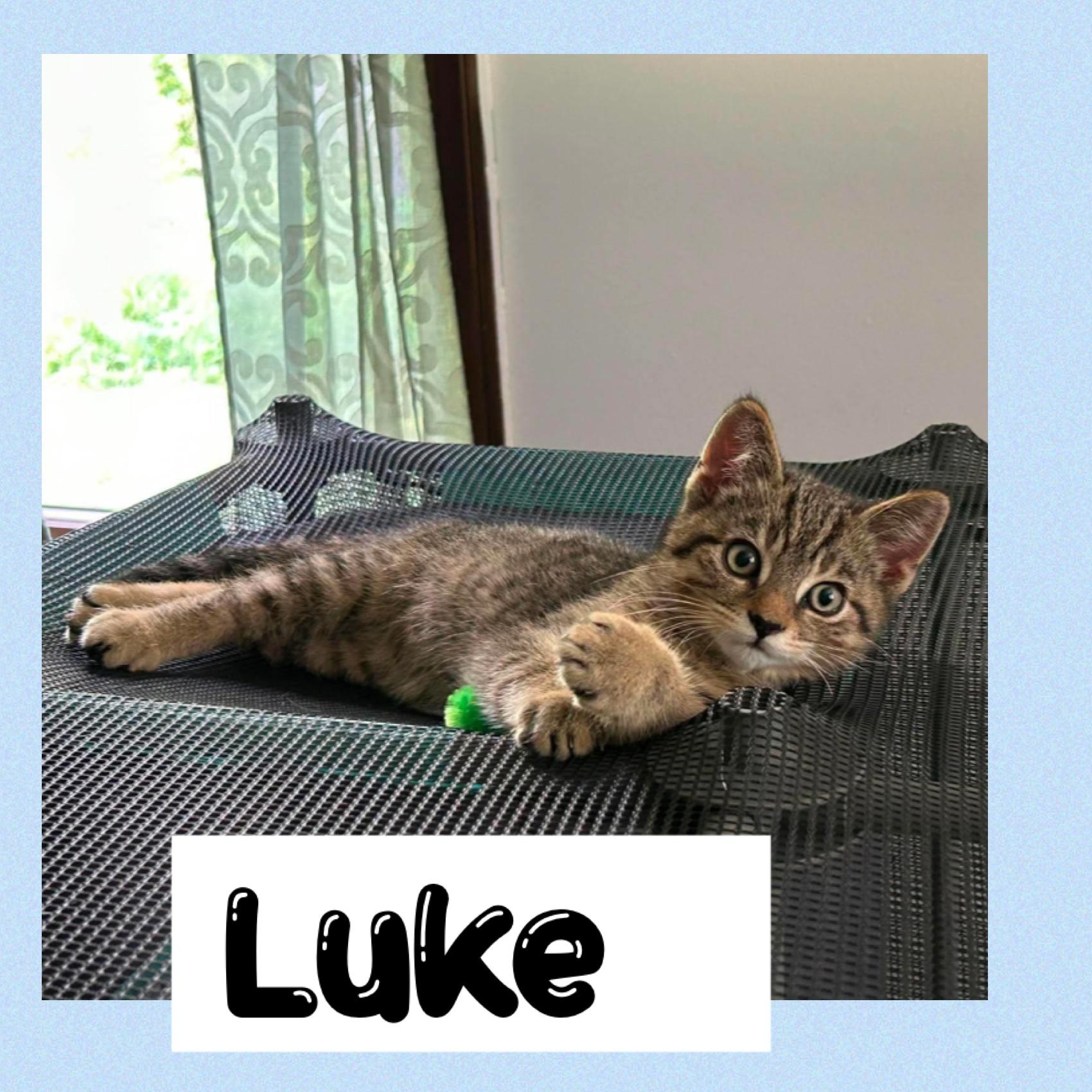 Enlarge Luke, a Adoptable Domestic Short Hair in Newton Falls, OH image 1/1