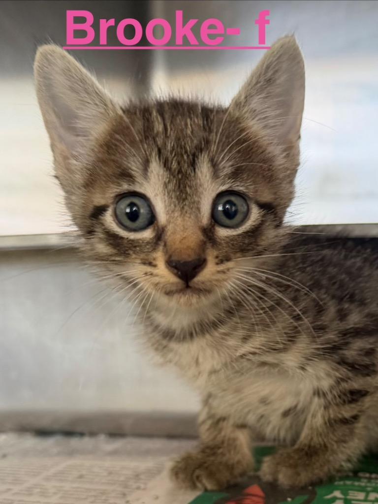 Brooke 26, Adoptable, Kitten Female Tabby & Domestic Short Hair.