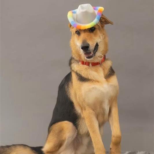 Greg, a Adoptable mixed breed in Phoenix, AZ image 2/6