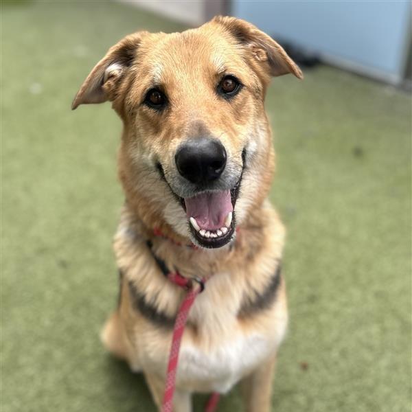 Enlarge Greg, a Adoptable mixed breed in Phoenix, AZ image 3/6