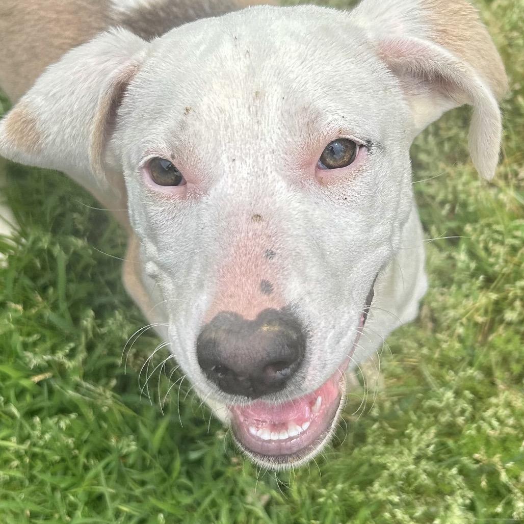 Isla, a Adoptable Pit Bull Terrier in Birmingham, AL image 1/2