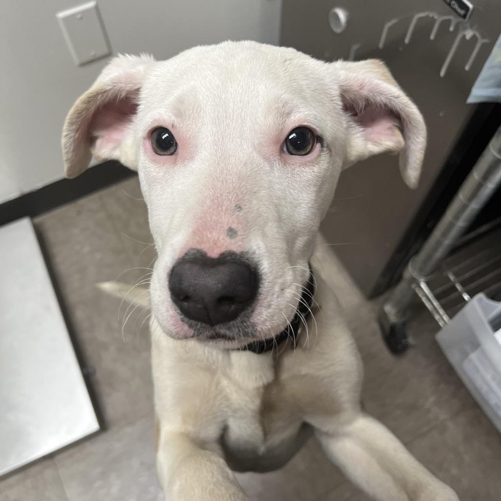 Isla, a Adoptable Pit Bull Terrier in Birmingham, AL image 2/2