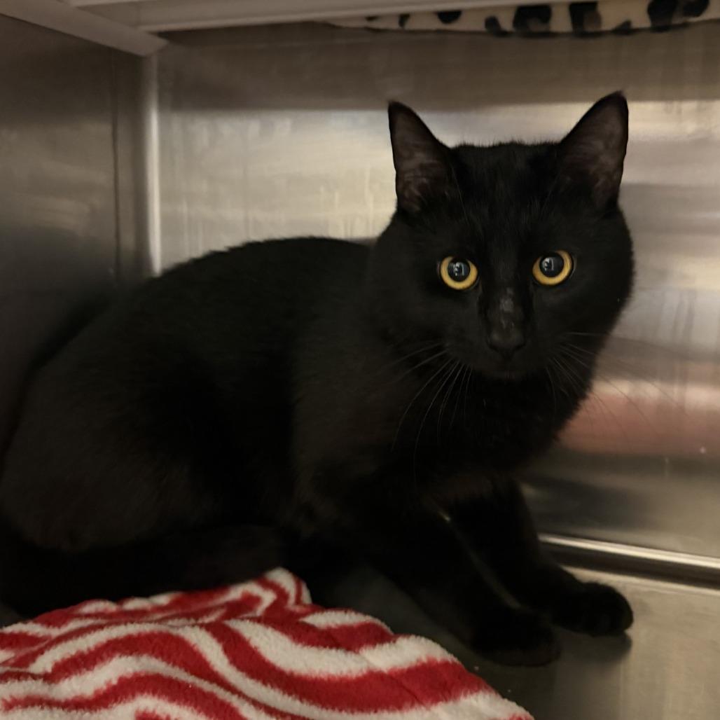 Hartley, Adoptable, Young Male Domestic Short Hair.