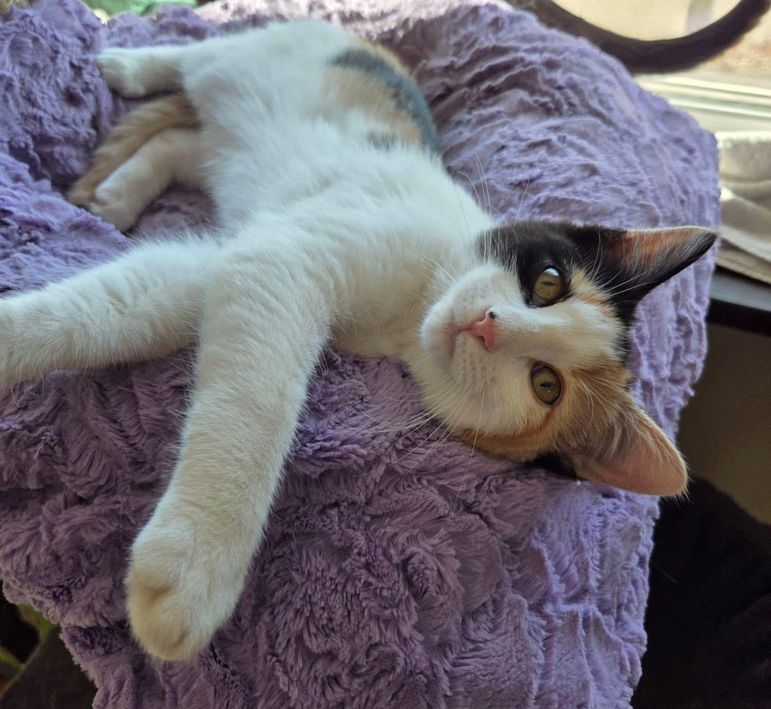 Cranberry, ADOPTABLE, Young Female Domestic Short Hair.