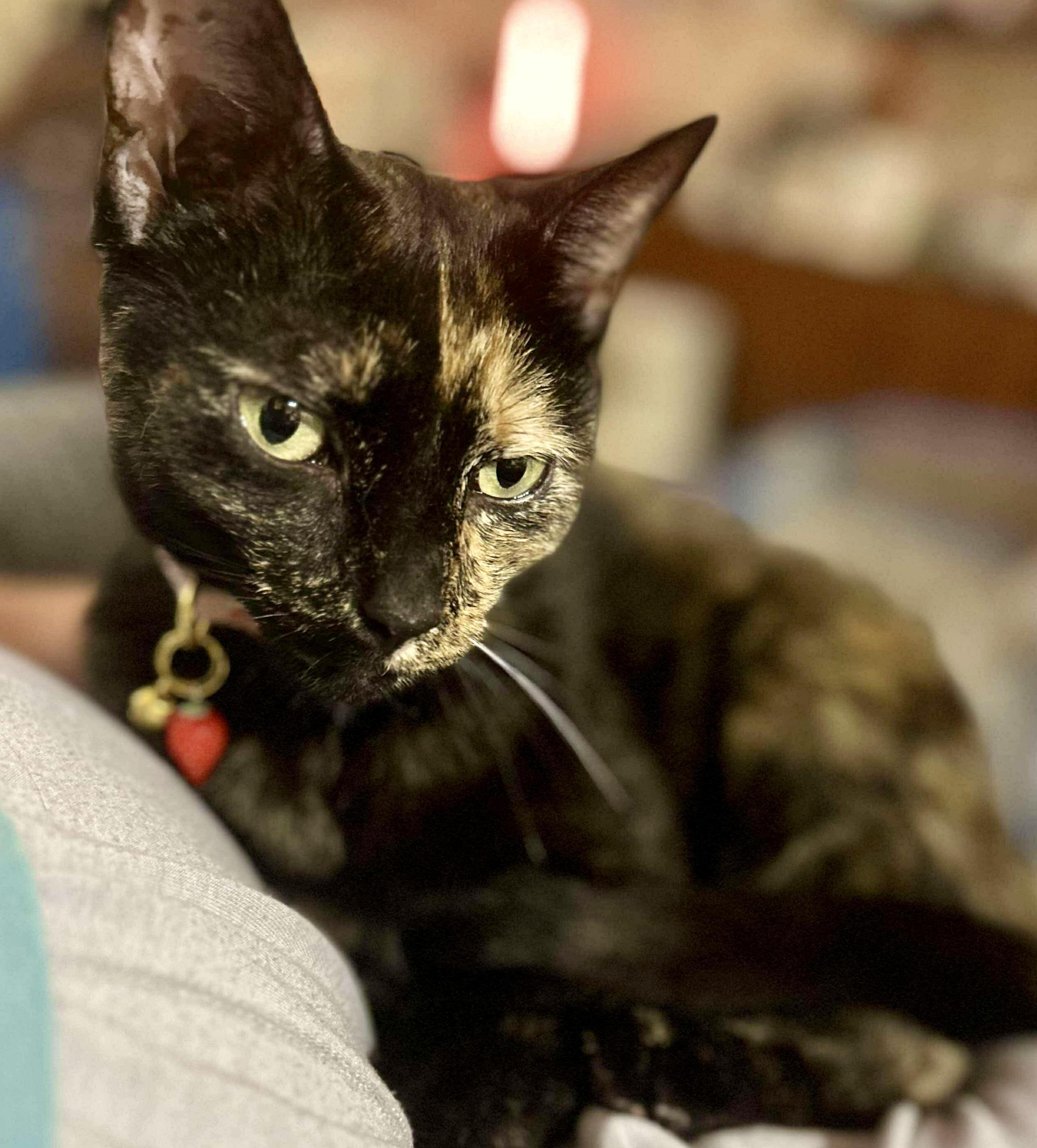 Clancy, Adult Female unknown