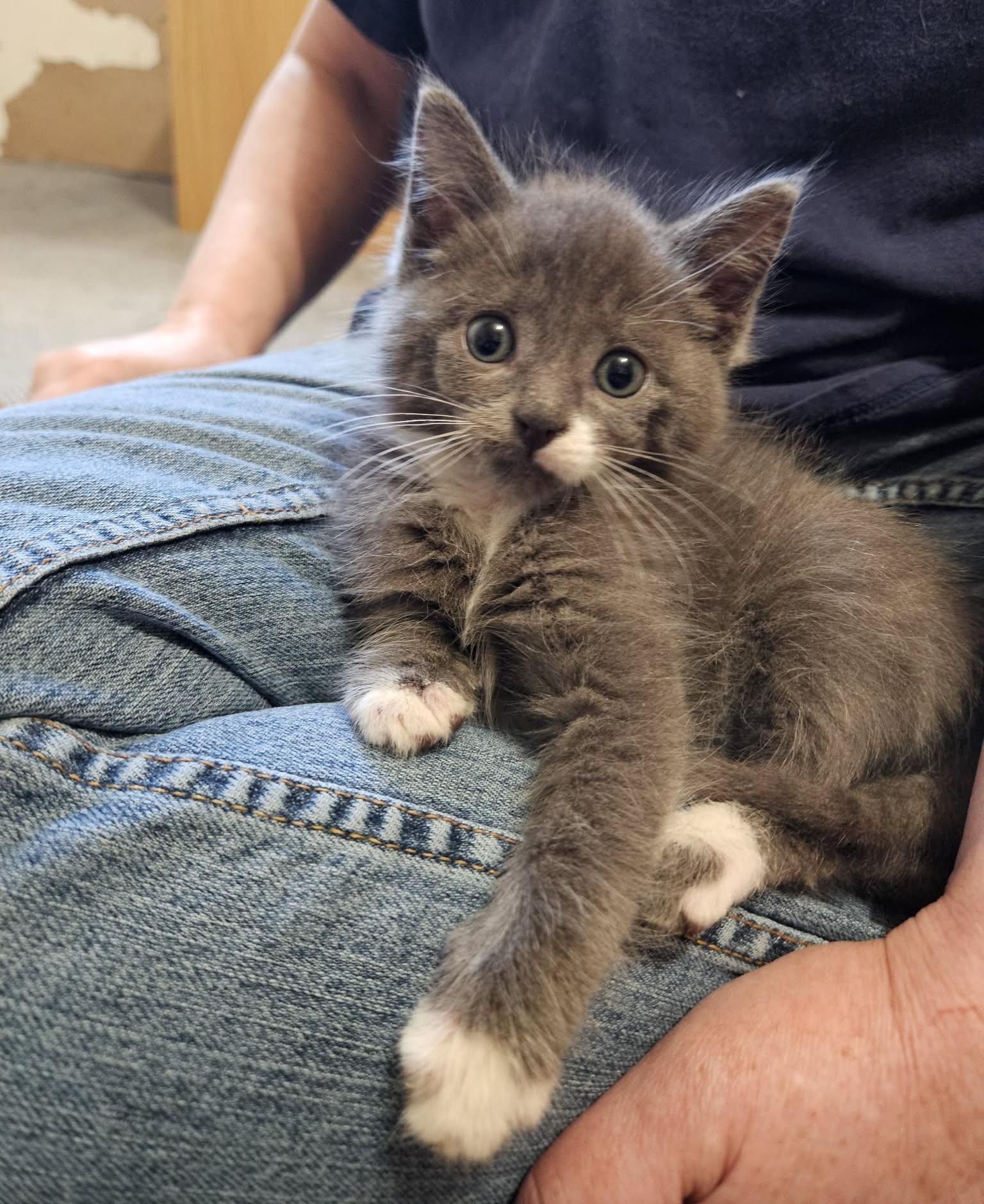 Minnow, adopted, Kitten Male Domestic Short Hair.