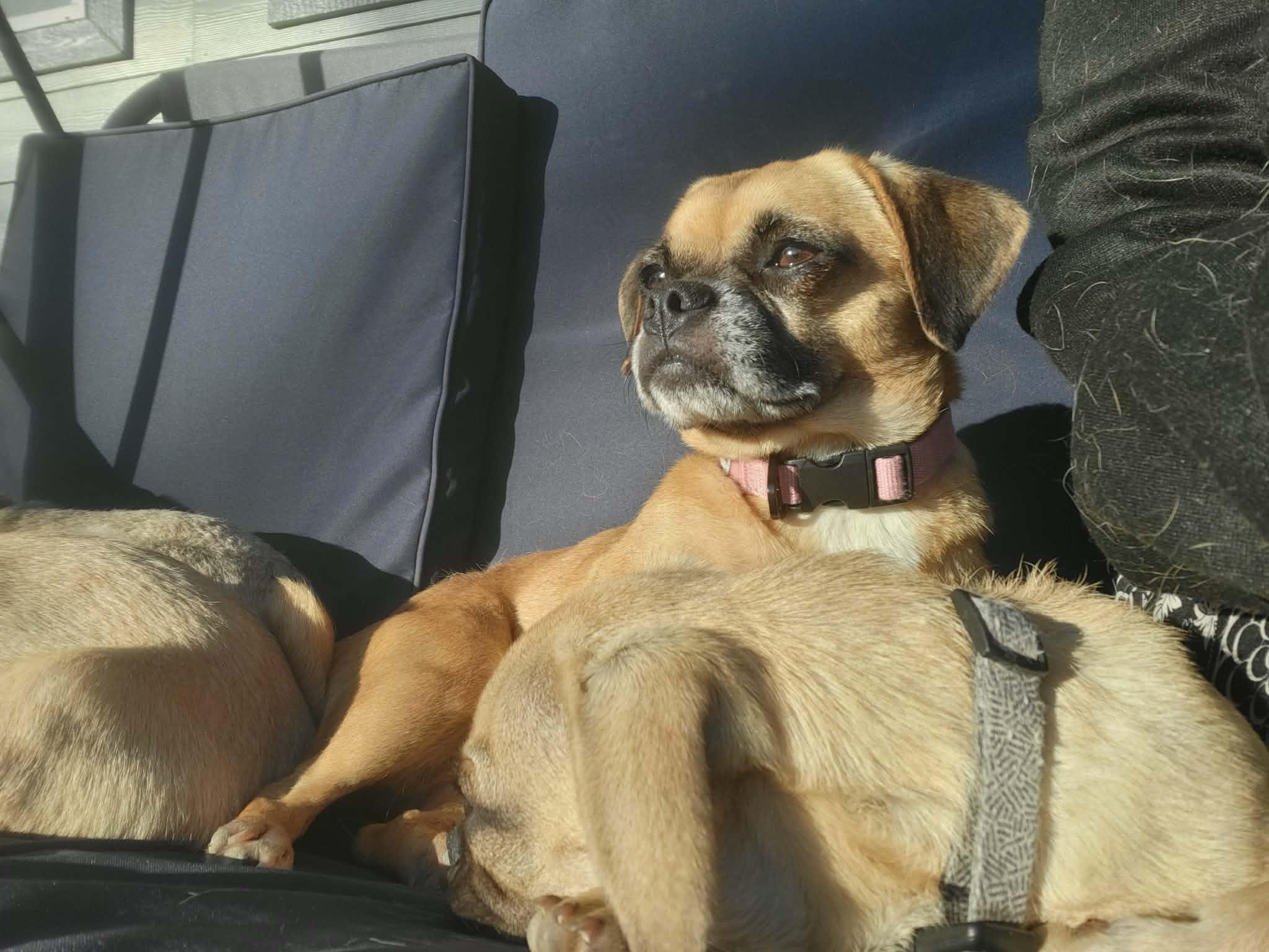 Lovey, a Adoptable Puggle in Roseburg, OR image 4/6