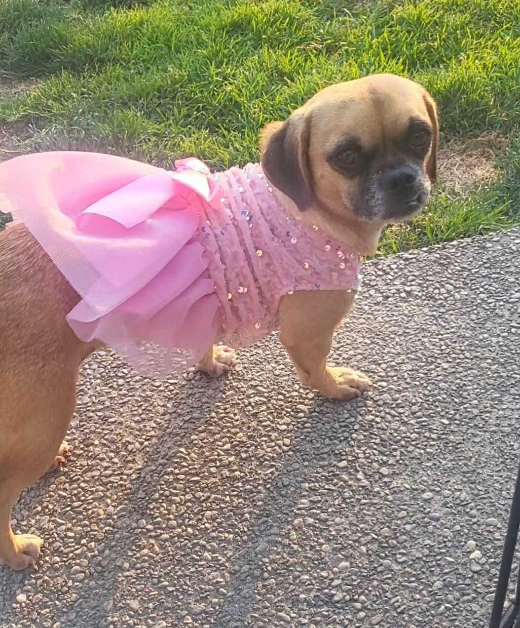 Lovey, a Adoptable Puggle in Roseburg, OR image 2/6