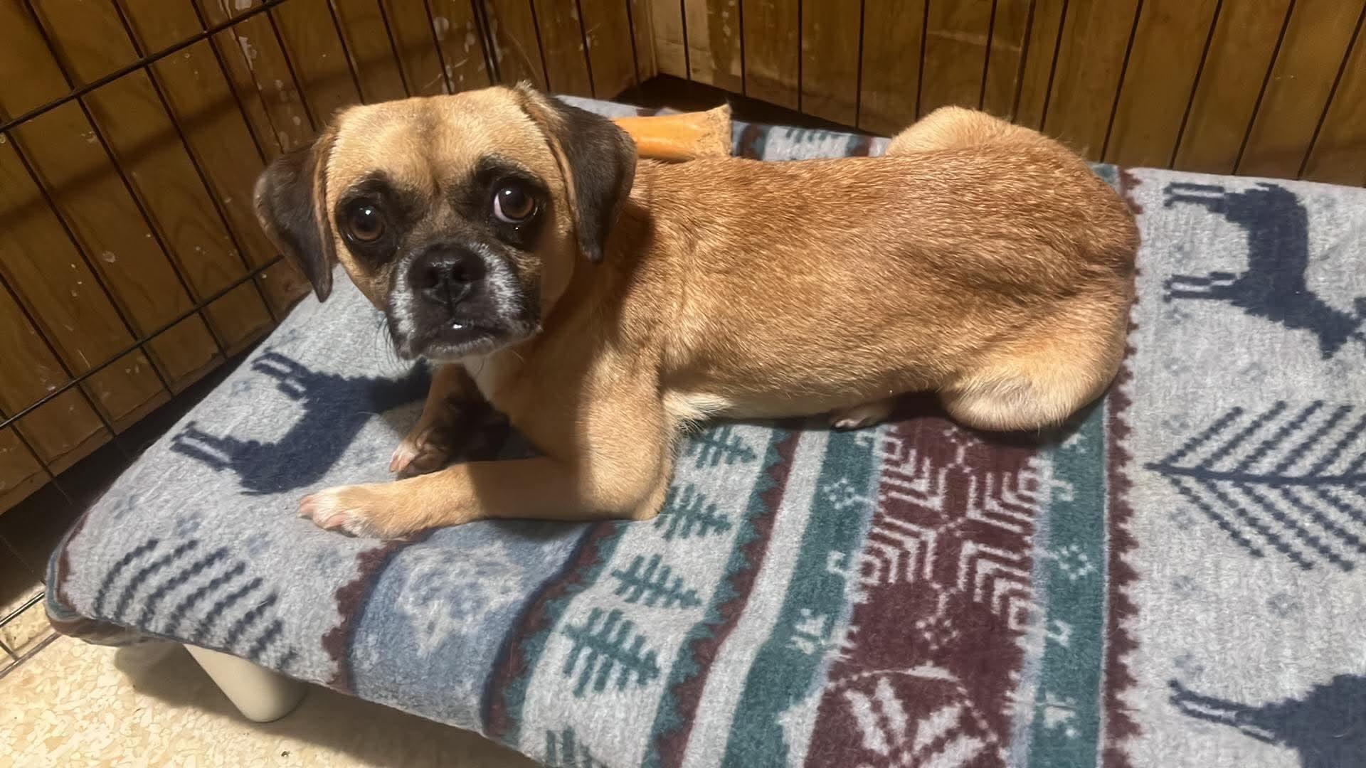 Lovey, a Adoptable Puggle in Roseburg, OR image 2/6