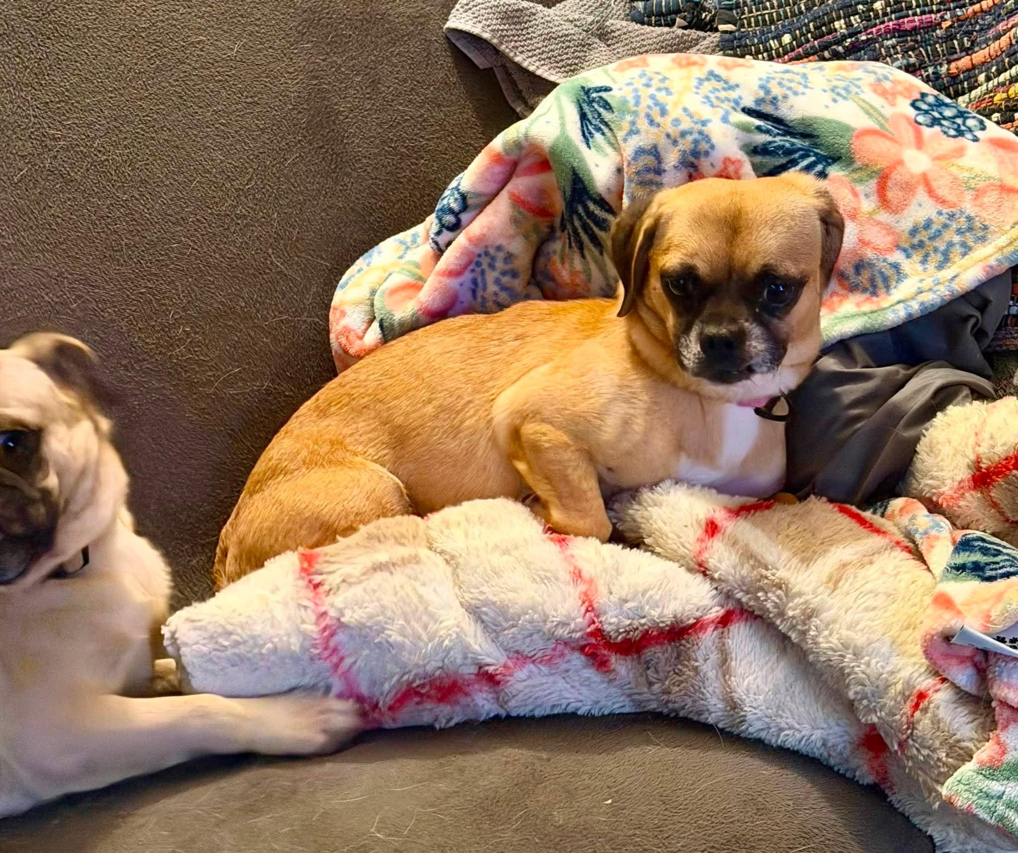 Lovey, Adoptable, Young Female Puggle.