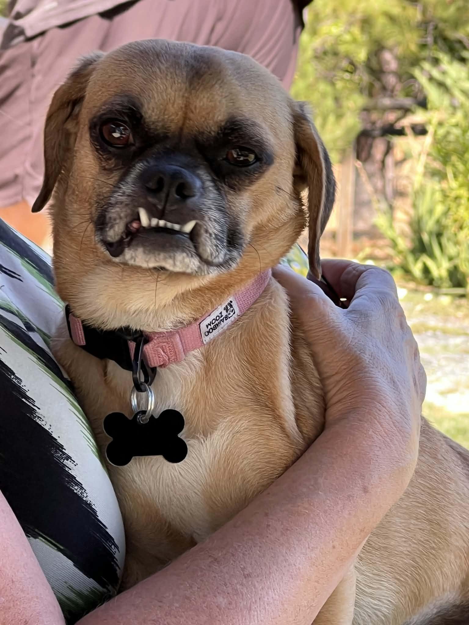 Lovey, a Adoptable Puggle in Roseburg, OR image 3/6