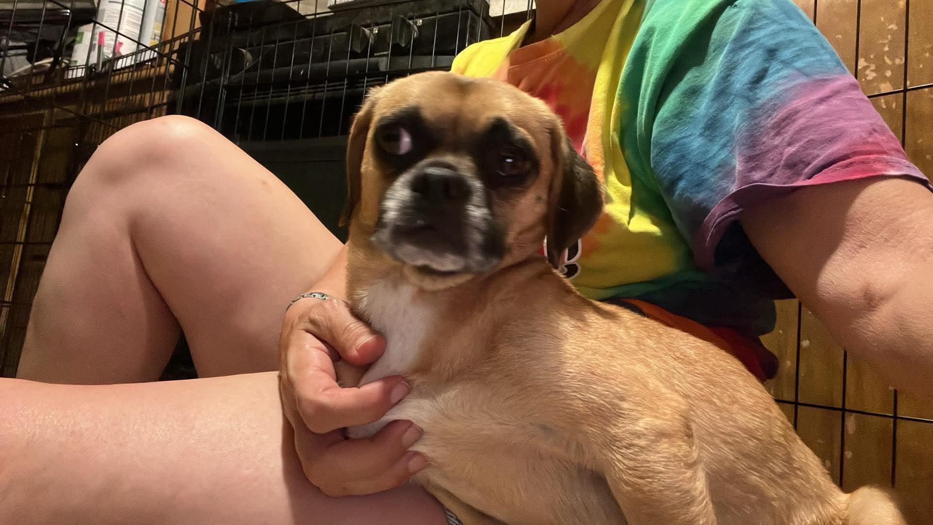 Lovey, a Adoptable Puggle in Roseburg, OR image 5/6