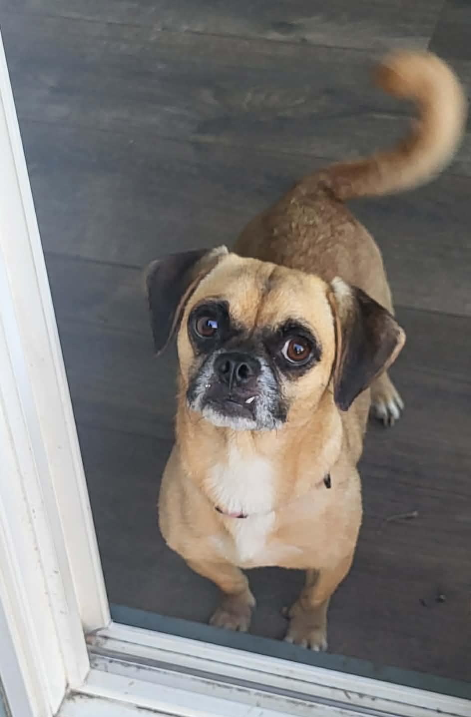 Lovey, a Adoptable Puggle in Roseburg, OR image 5/6