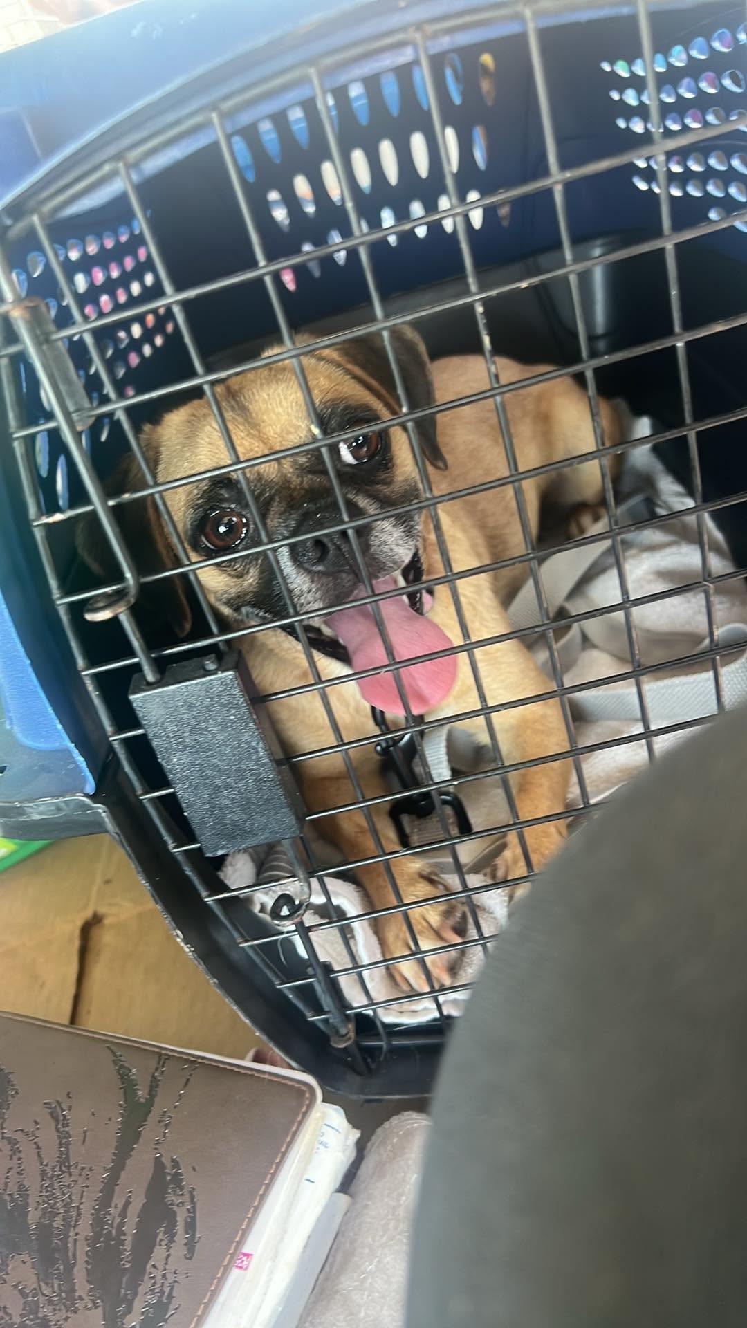 Lovey, a Adoptable Puggle in Roseburg, OR image 6/6