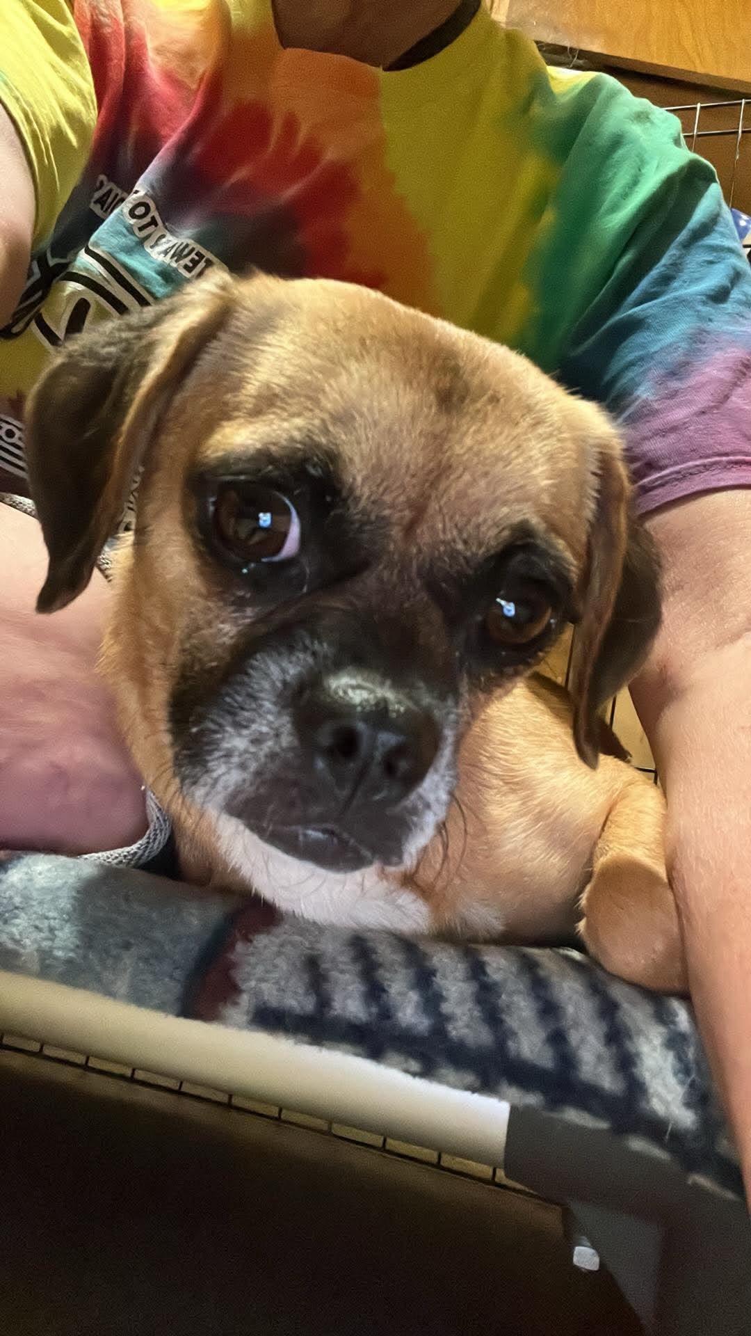 Lovey, Adoptable, Young Female Puggle.