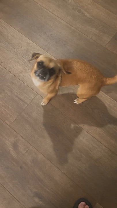 Enlarge Lovey, a Adoptable Puggle in Roseburg, OR video 6/6