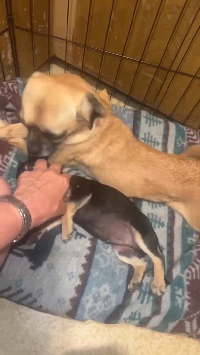 Enlarge Lovey, a Adoptable Puggle in Roseburg, OR video 3/6