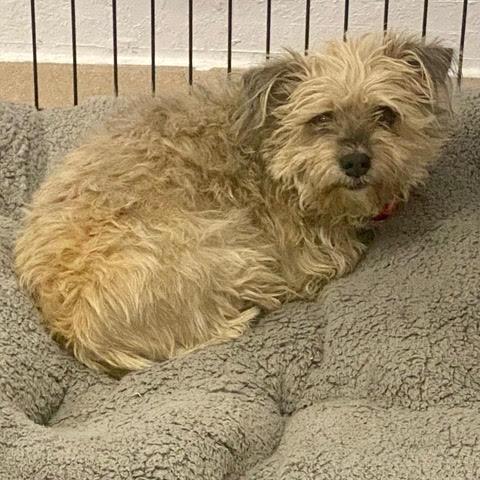 Enlarge Felix, an adopted mixed breed in Green Valley, AZ image 2/6