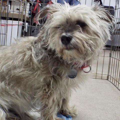 Enlarge Felix, an adopted mixed breed in Green Valley, AZ image 4/6