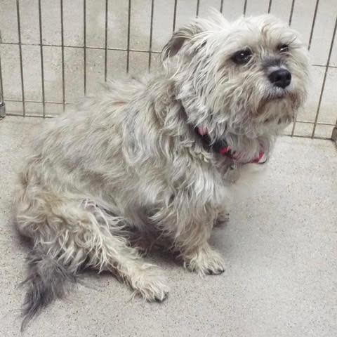Enlarge Felix, an adopted mixed breed in Green Valley, AZ image 3/6