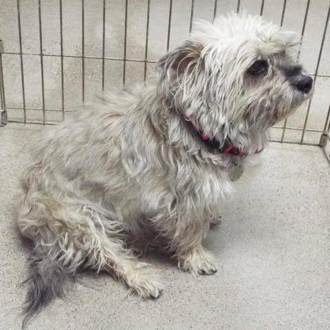 Enlarge Felix, an adopted mixed breed in Green Valley, AZ image 6/6