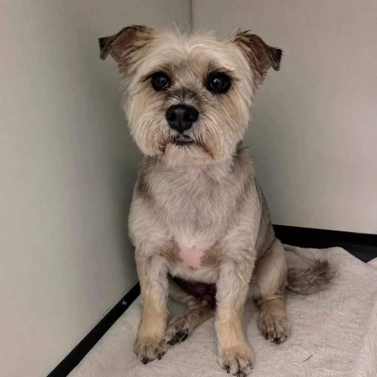 Felix, adopted, Adult Male Shih Tzu.