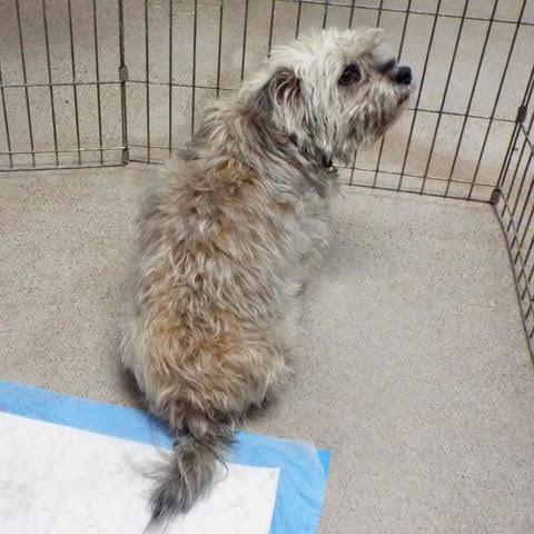 Enlarge Felix, an adopted mixed breed in Green Valley, AZ image 5/6