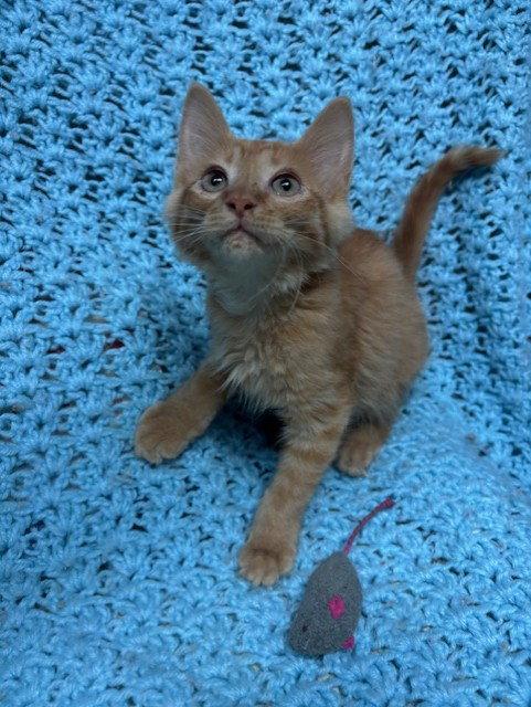 Enlarge Kingsley, a Adopted mixed breed in Fayetteville, GA image 1/1