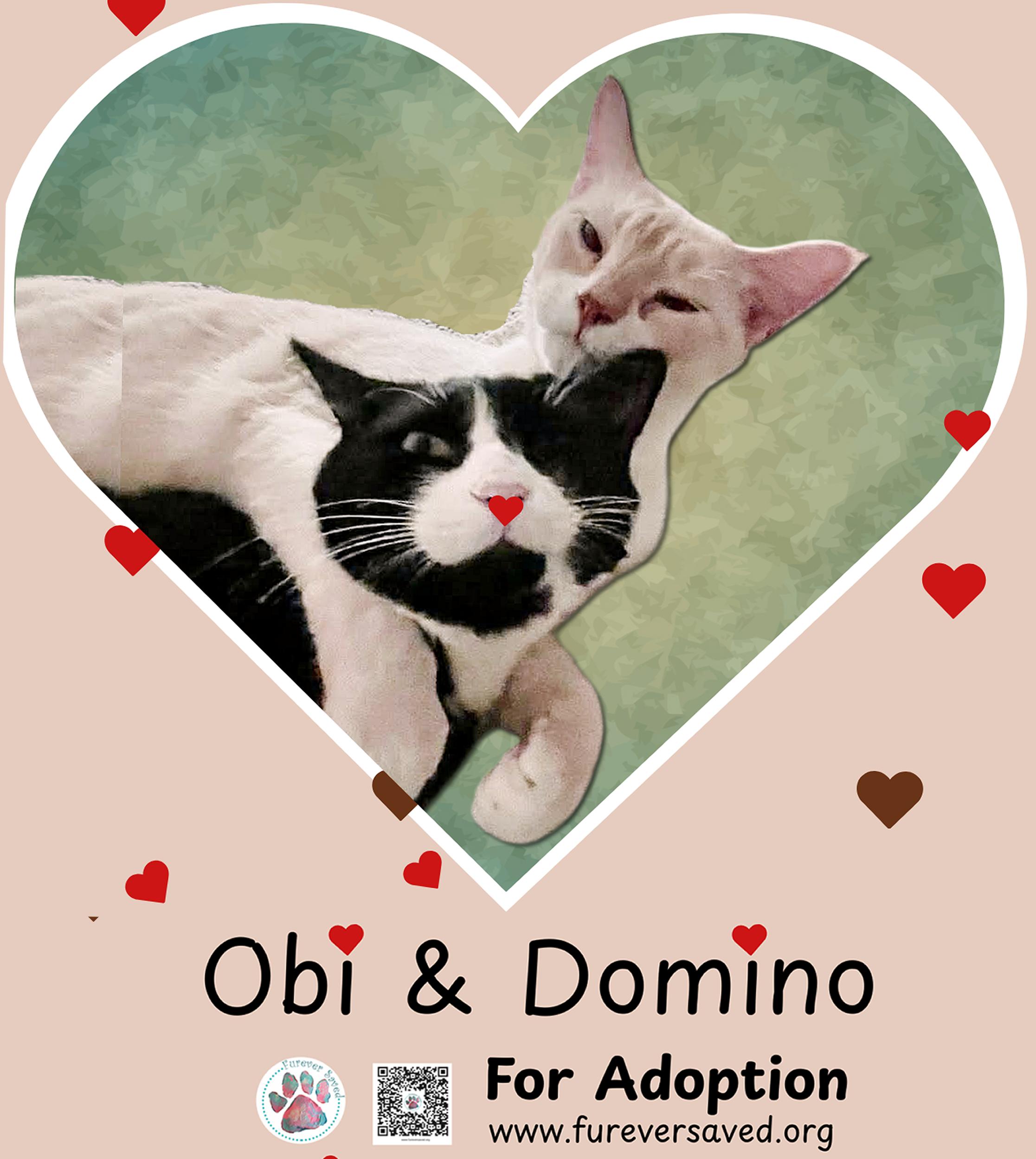 Enlarge Obi and Domino - ^^Bonded Pair^^, a ADOPTABLE Domestic Long Hair in Miami, FL image 4/6