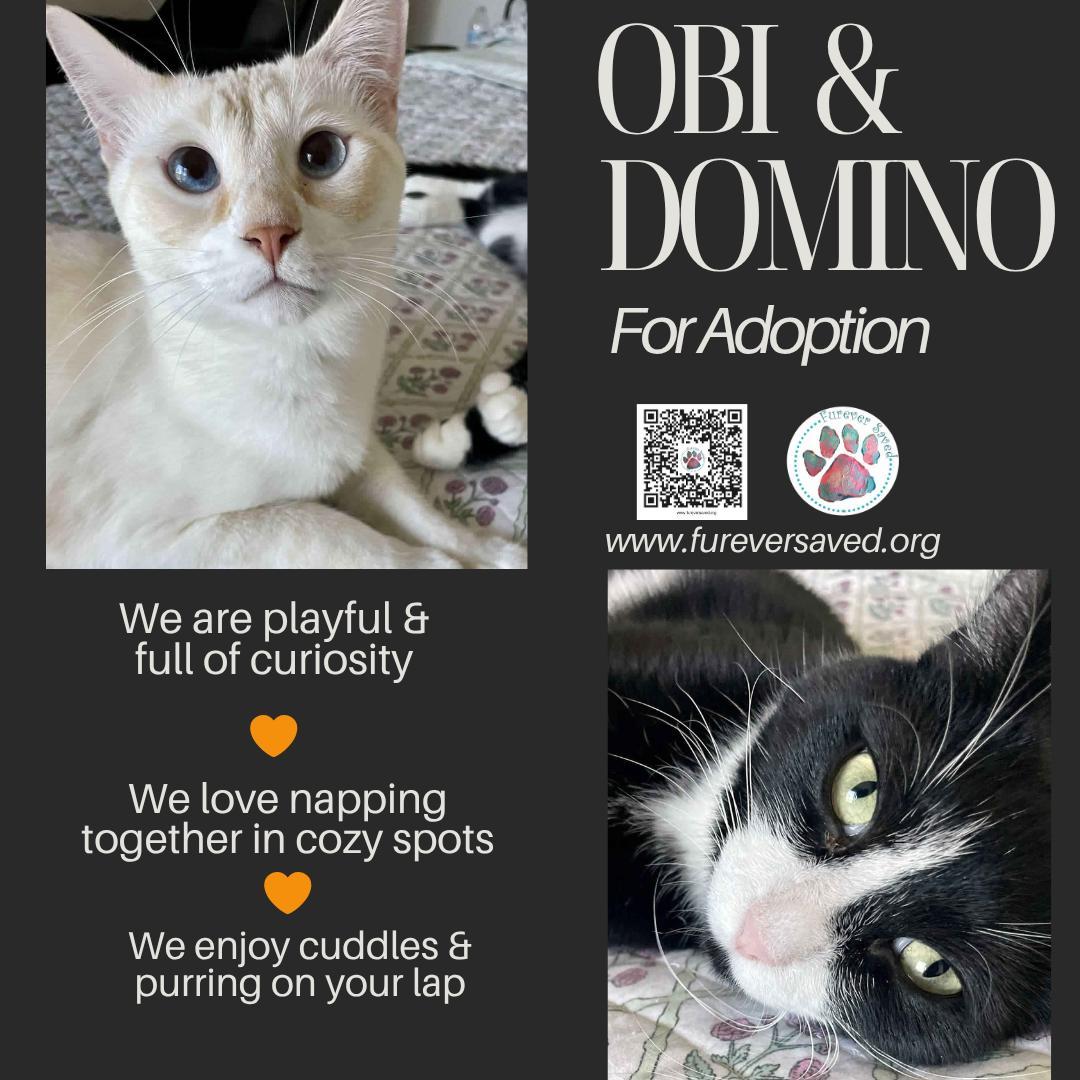 Enlarge Obi and Domino - ^^Bonded Pair^^, a ADOPTABLE Domestic Long Hair in Miami, FL image 5/6