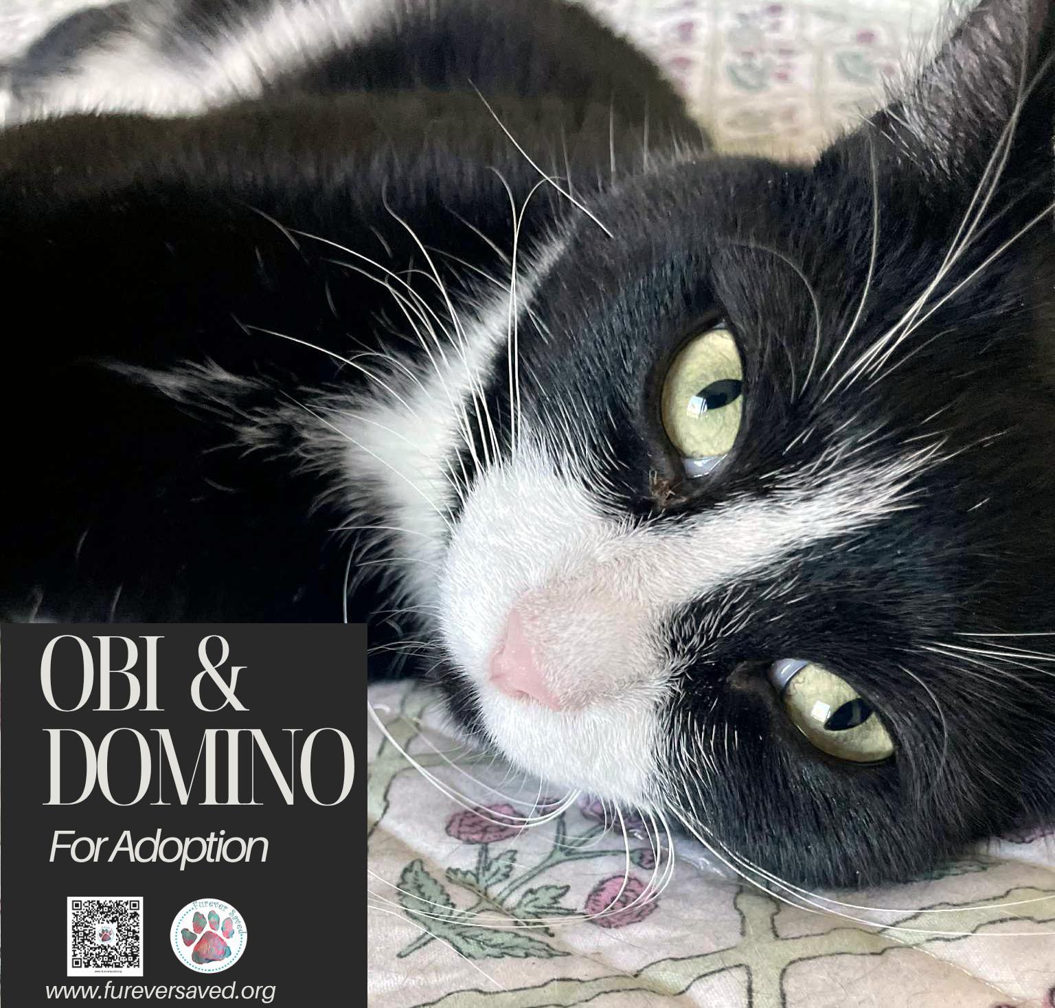 Enlarge Obi and Domino - ^^Bonded Pair^^, a ADOPTABLE Domestic Long Hair in Miami, FL image 2/6