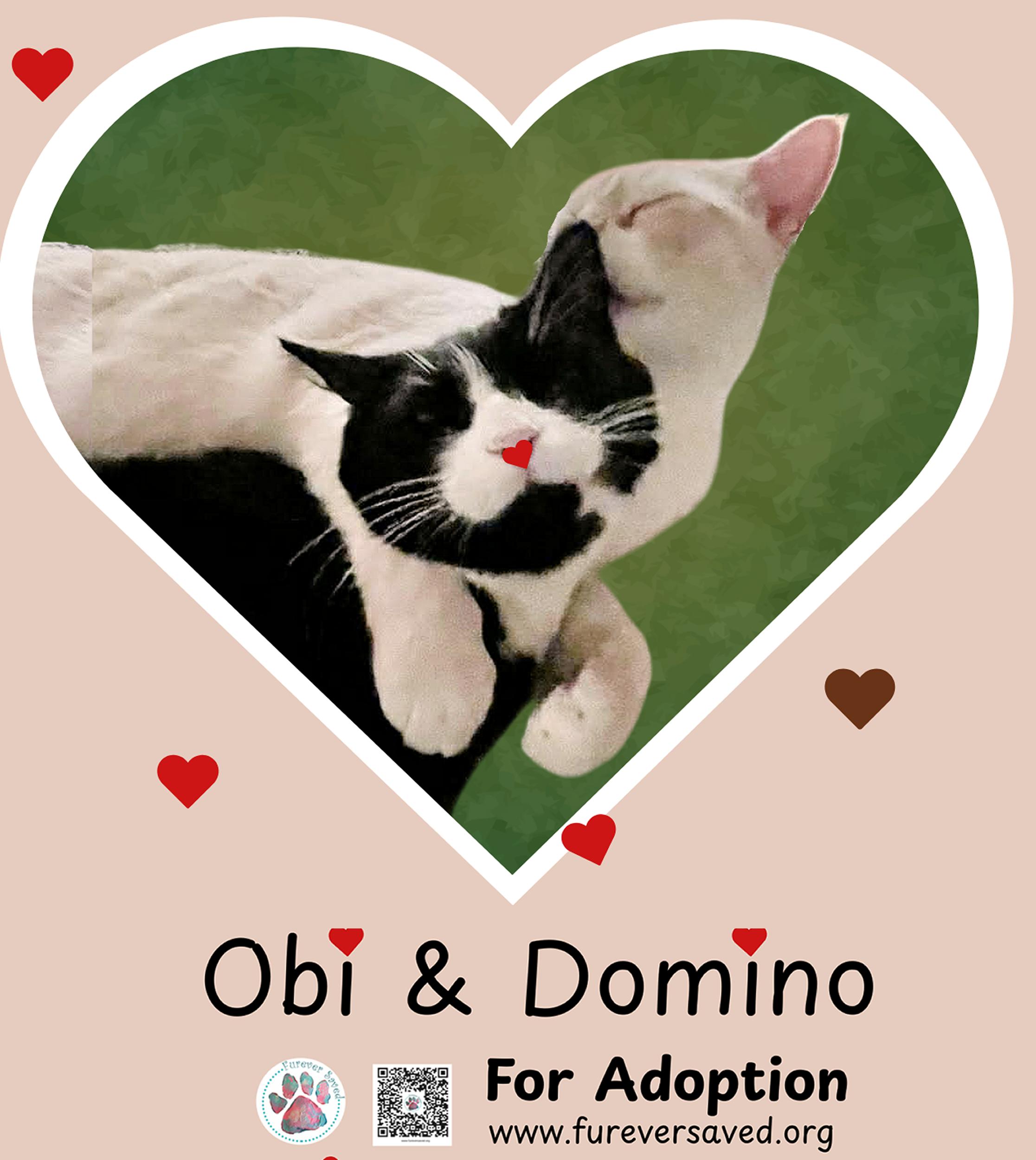 Obi and Domino - ^^Bonded Pair^^, ADOPTABLE, Adult Male Domestic Long Hair.