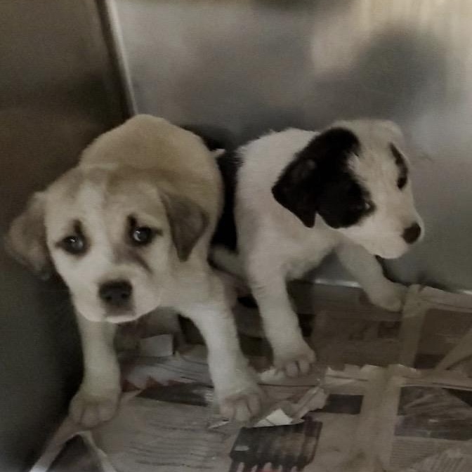 Enlarge Kristoff, a ADOPTABLE mixed breed in Wilmington, IL image 2/2