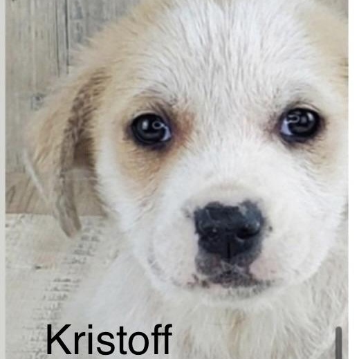 Enlarge Kristoff, a ADOPTABLE mixed breed in Wilmington, IL image 1/2