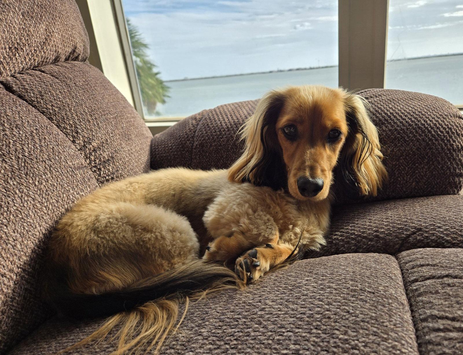 Milo, Adoptable, Young Male Dachshund.