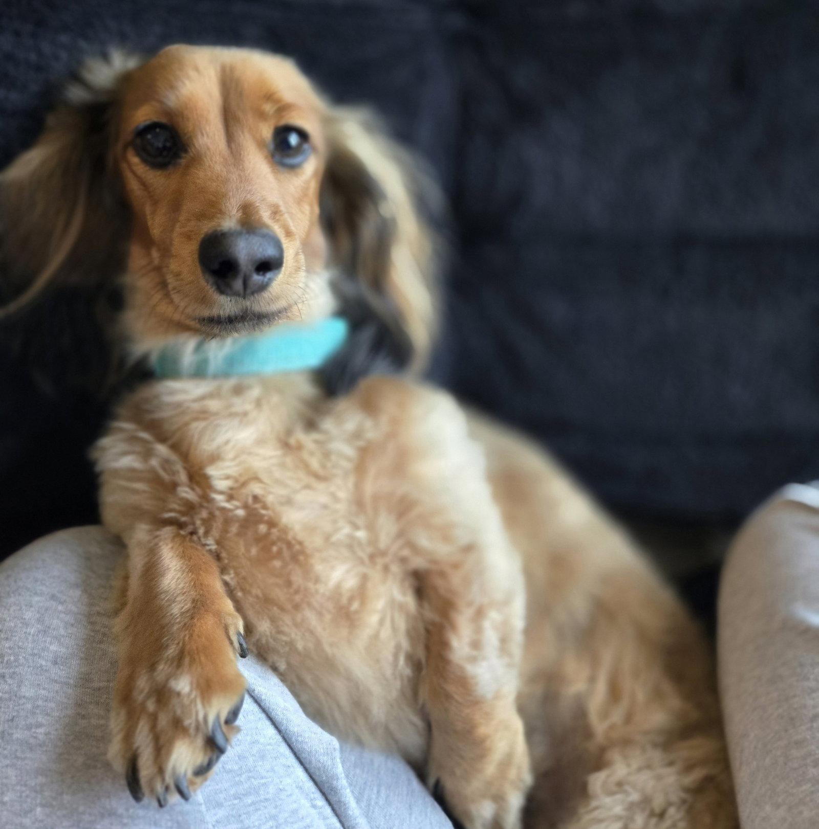 Enlarge Milo, a Adoptable Dachshund in Austin, TX image 2/3