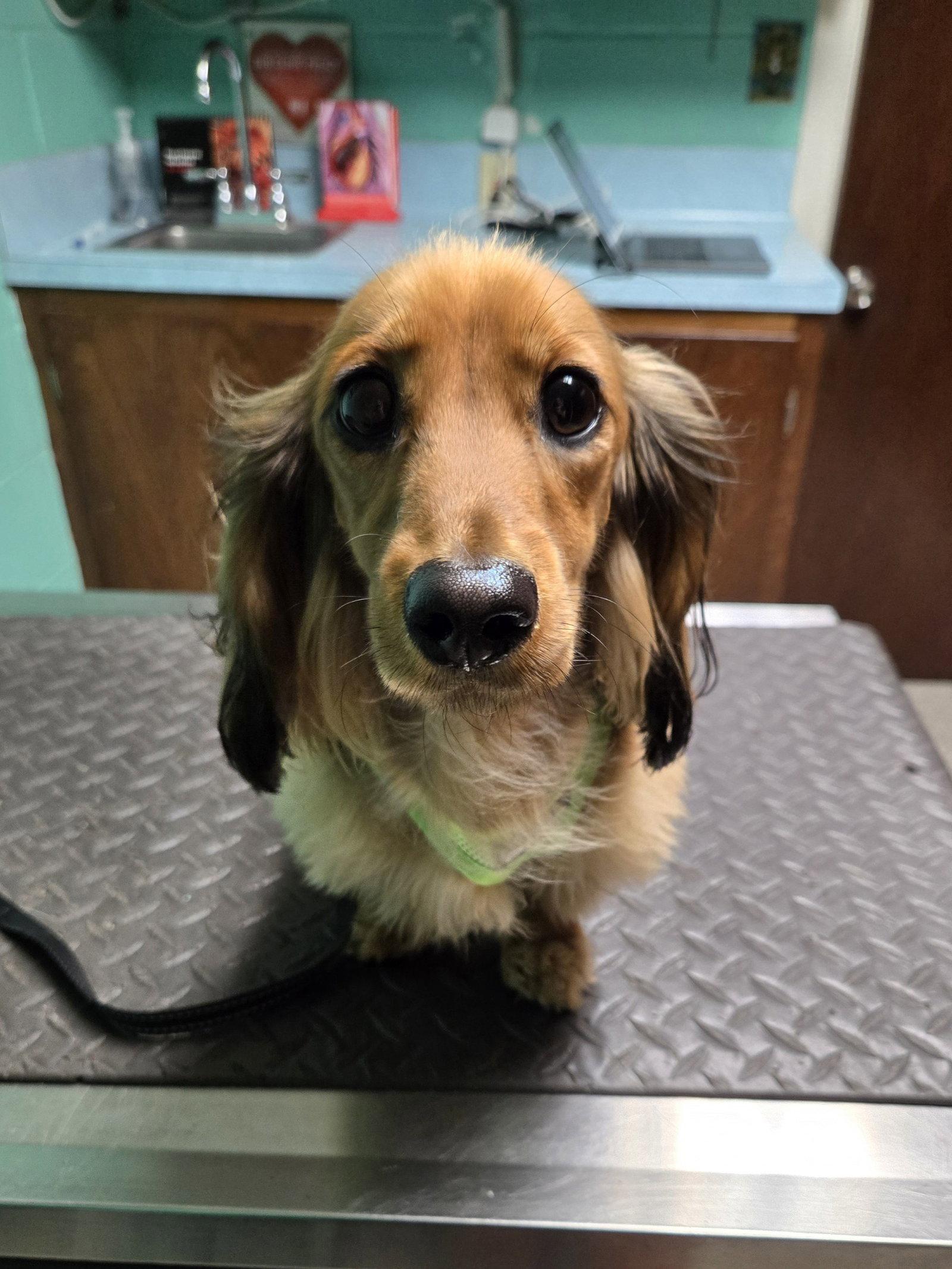 Enlarge Milo, a Adoptable Dachshund in Austin, TX image 3/3