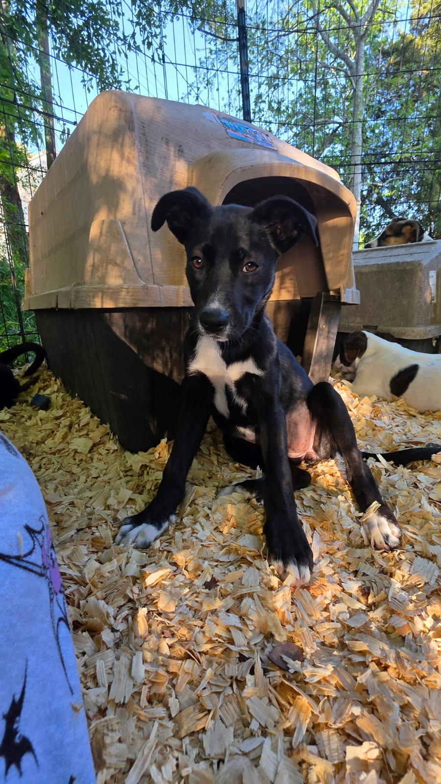 Enlarge Scout, an adopted mixed breed in Rock Hill, NY image 1/1