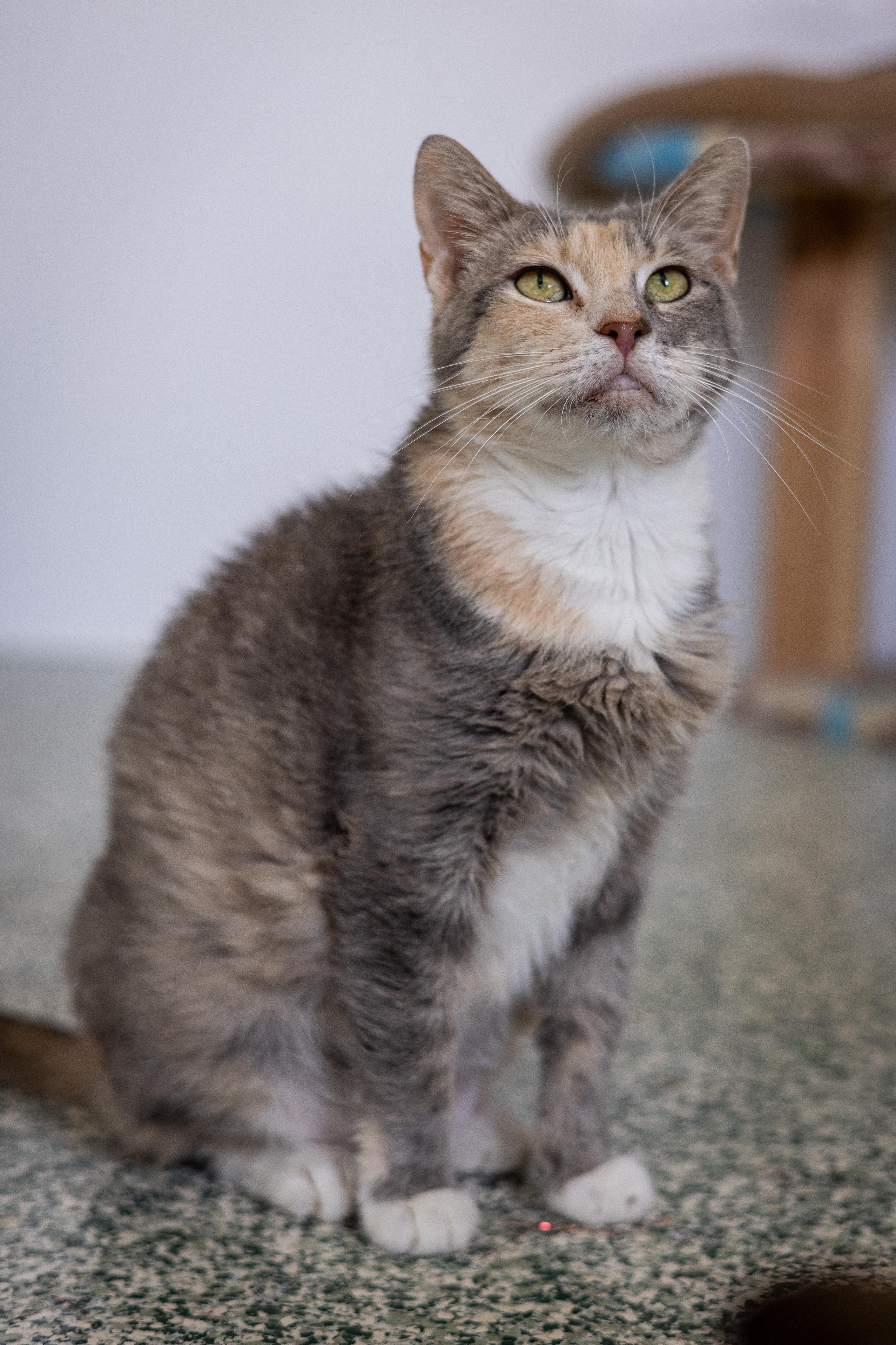 Tulip, Adult Female Domestic Medium Hair