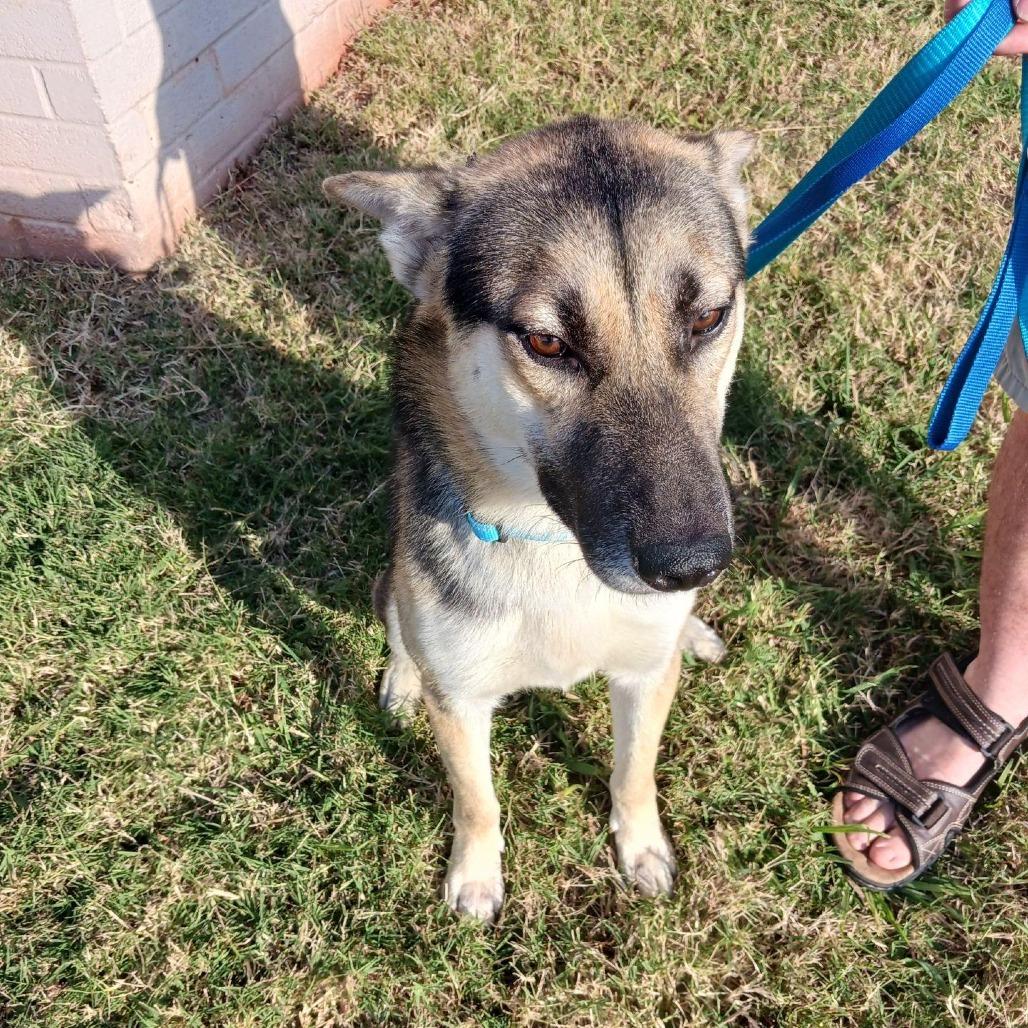 Snoopy, Adoptable, Young Male German Shepherd Dog & Husky.