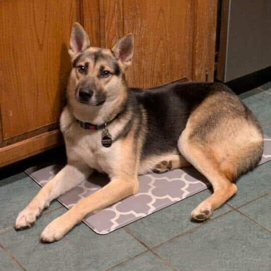 Snoopy, Adoptable, Young Male German Shepherd Dog & Husky.