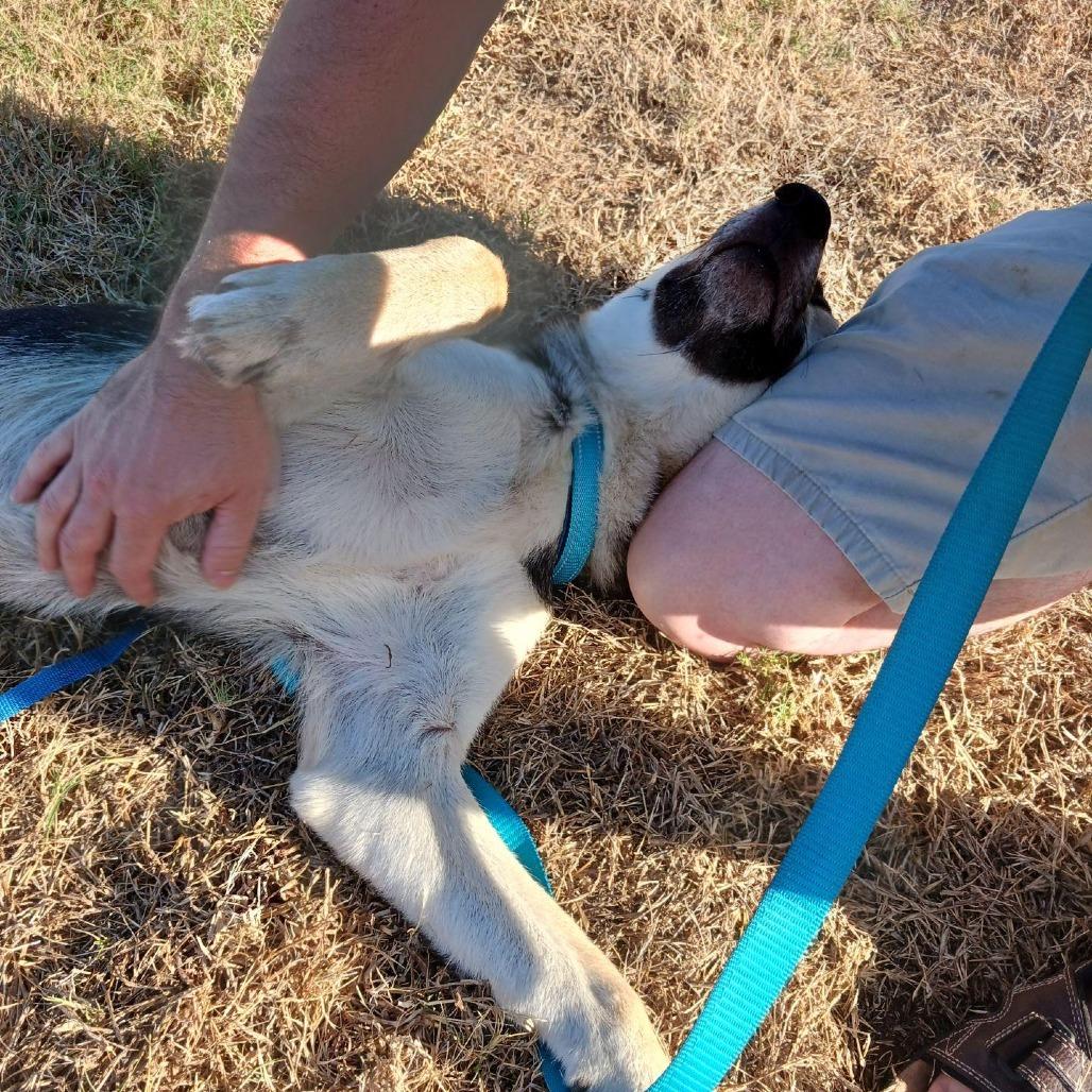 Enlarge Snoopy, a Adoptable mixed breed in Tulsa, OK image 2/6