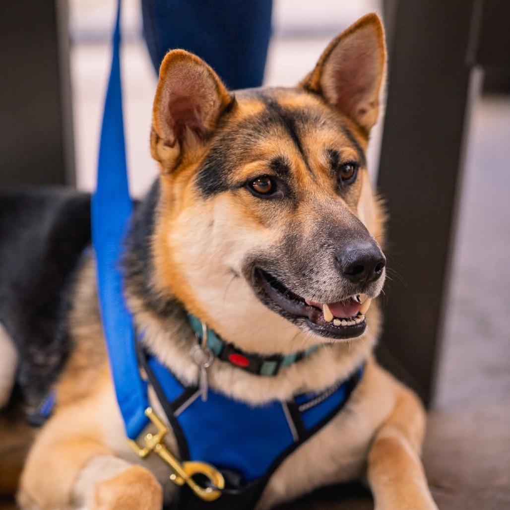 Enlarge Snoopy, a Adoptable mixed breed in Tulsa, OK image 3/6
