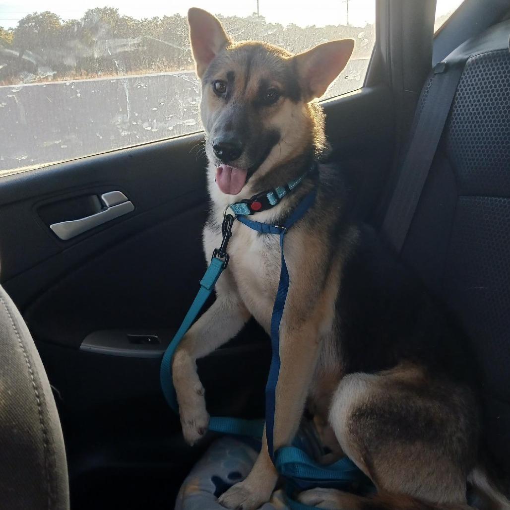 Snoopy, a Adoptable mixed breed in Tulsa, OK image 1/6