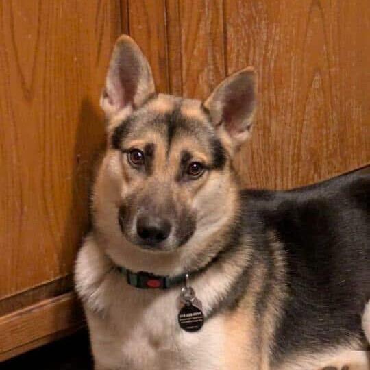 Enlarge Snoopy, a Adoptable mixed breed in Tulsa, OK image 4/6