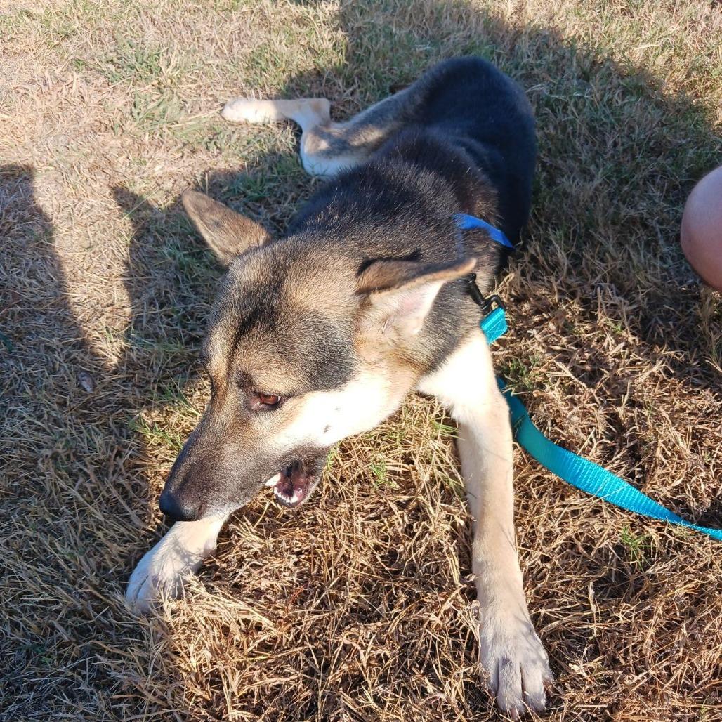 Snoopy, a Adoptable mixed breed in Tulsa, OK image 2/6