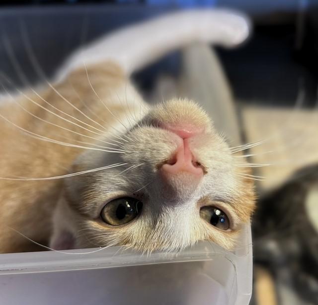 Geater, a Adoptable Domestic Short Hair in Pottstown, PA image 2/3