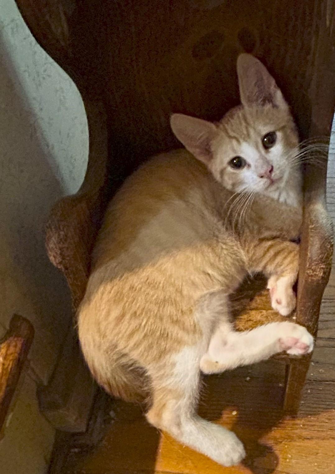 Geater, Adoptable, Young Male Domestic Short Hair.